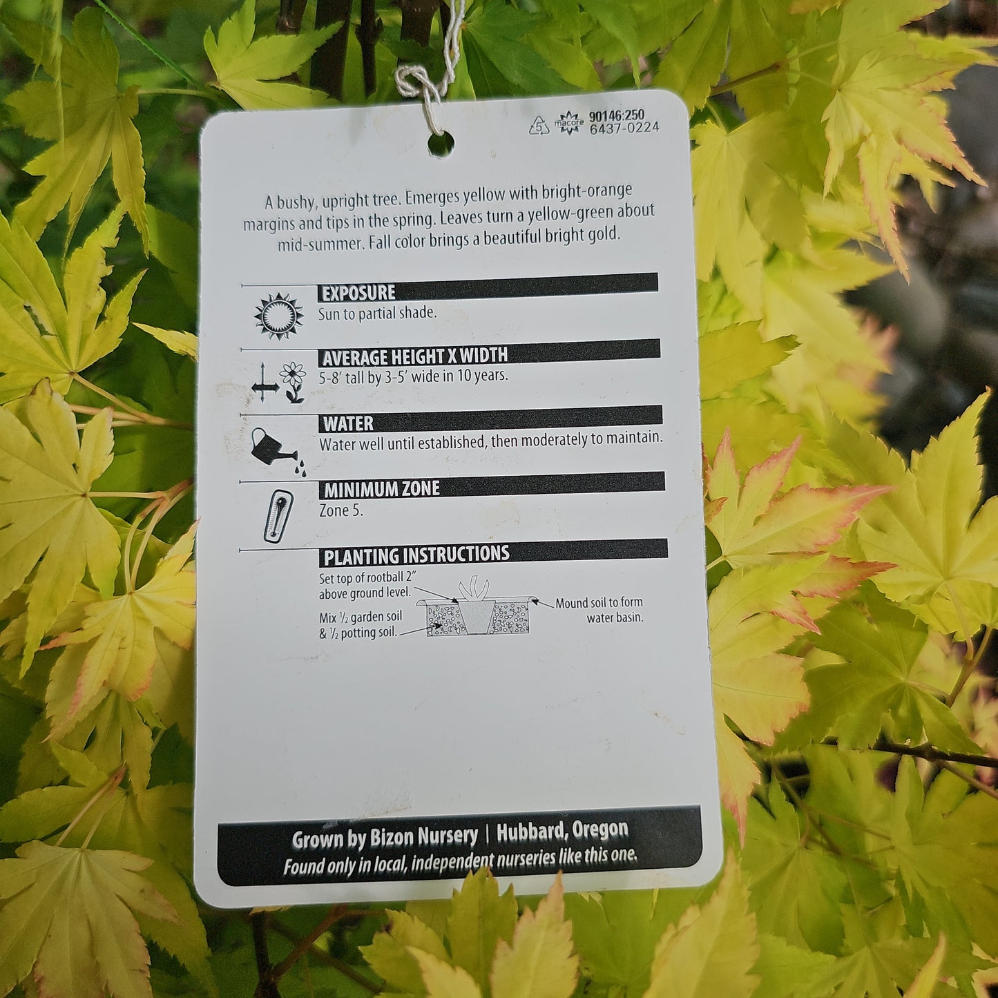 Acer palmatum 'Orange Dream' - Jap. Maple