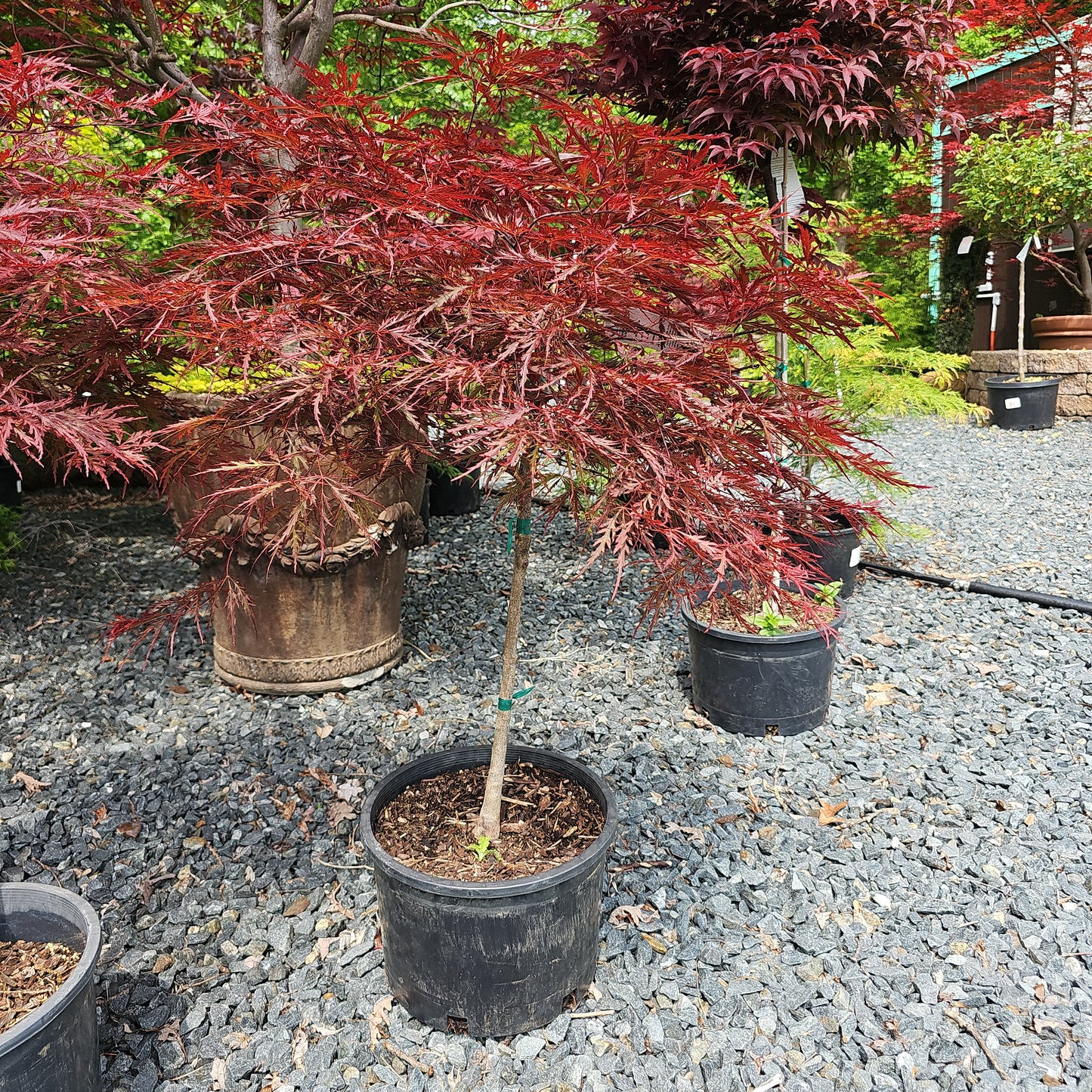 Acer 'Red Dragon' #6 15-18" Spread