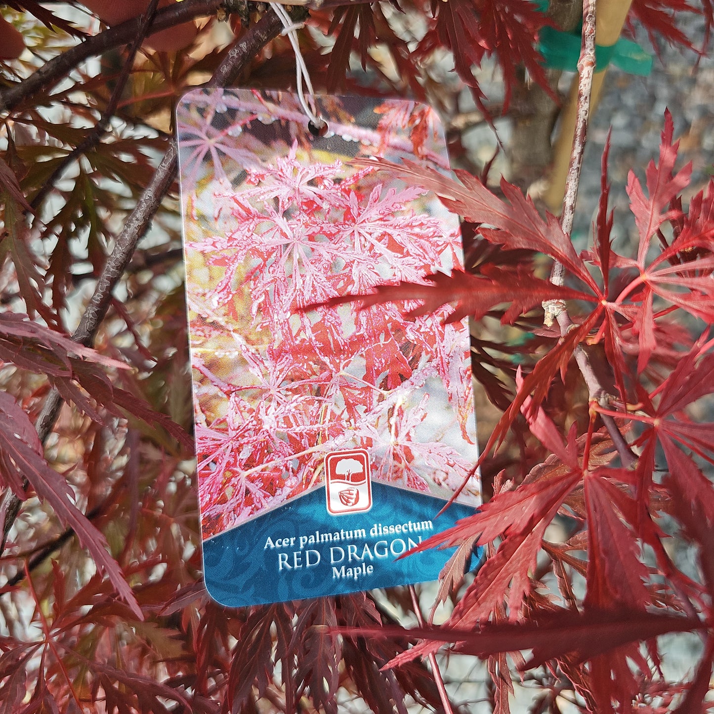 Acer 'Red Dragon' #6 15-18" Spread