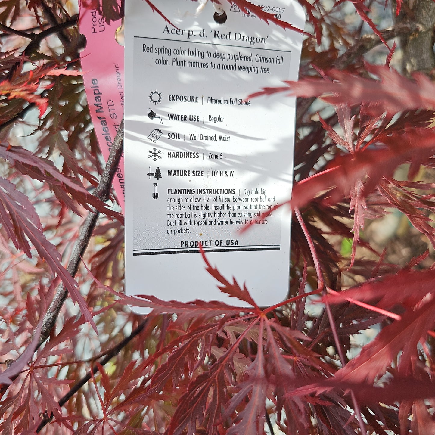 Acer 'Red Dragon' #6 15-18" Spread