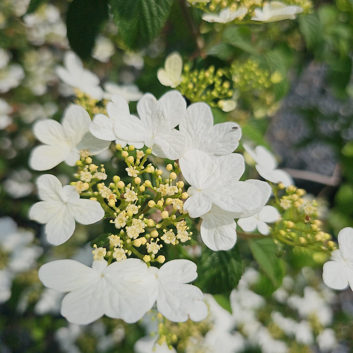 Viburnum Pli. 'Summer Snowflake'