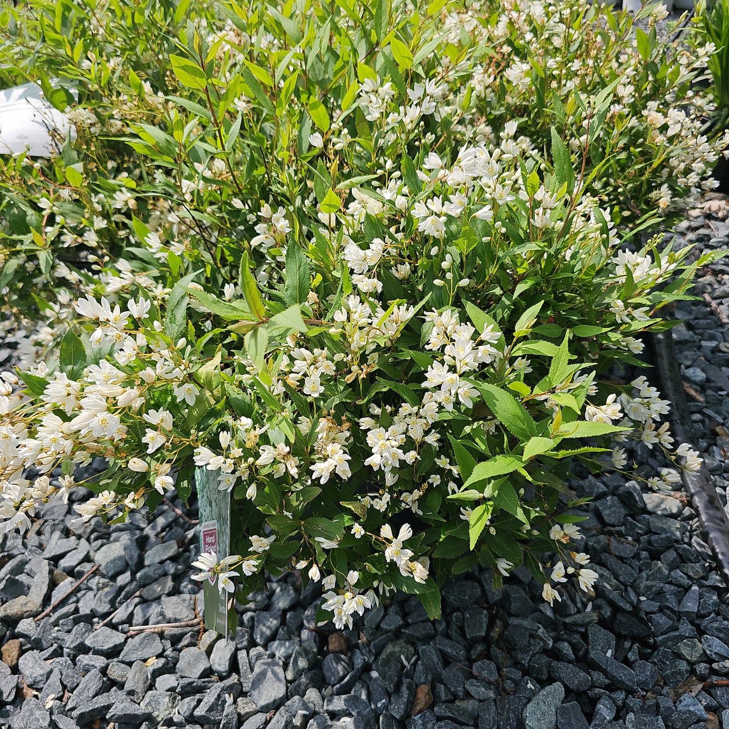 Deutzia 'Nikko' #3