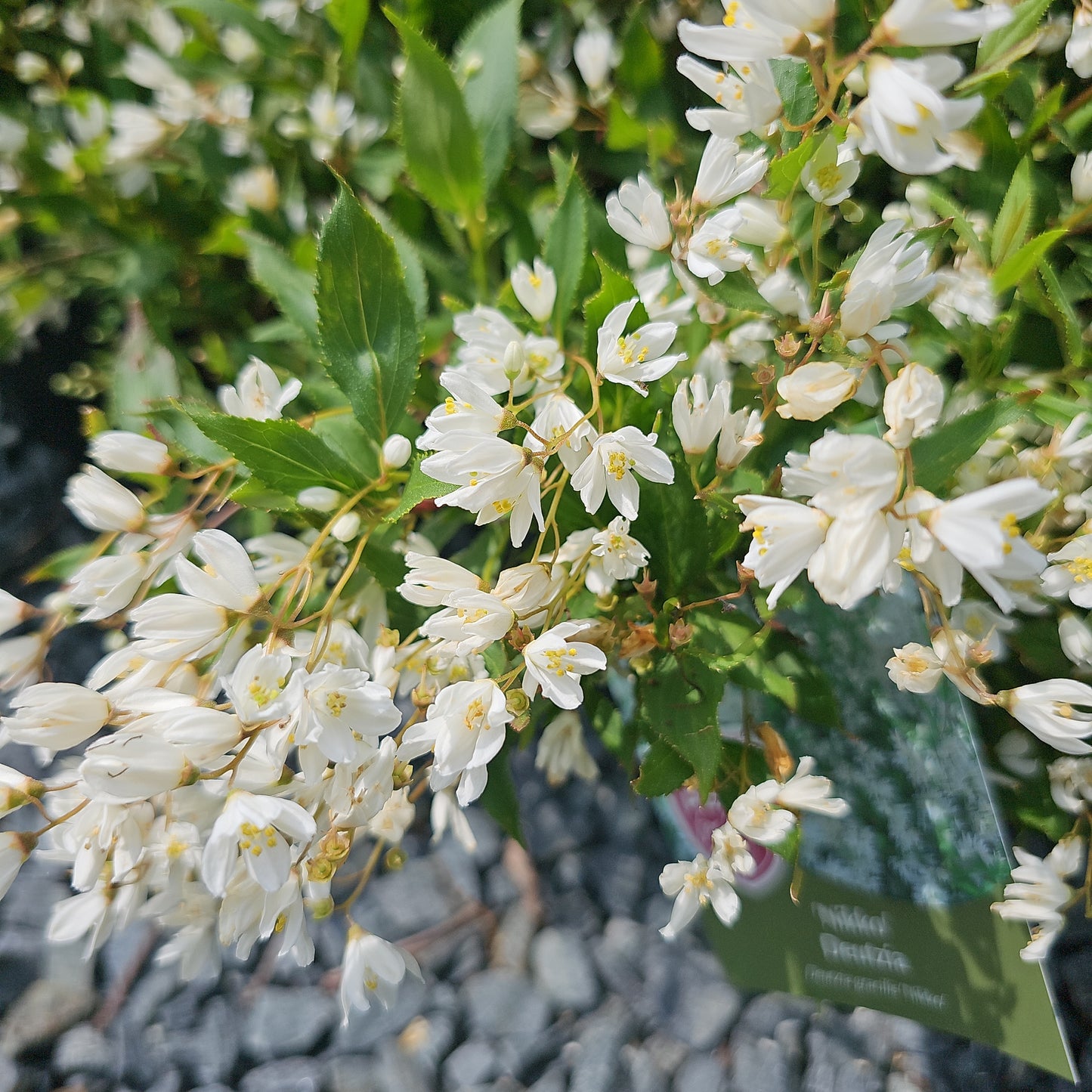 Deutzia 'Nikko' #3