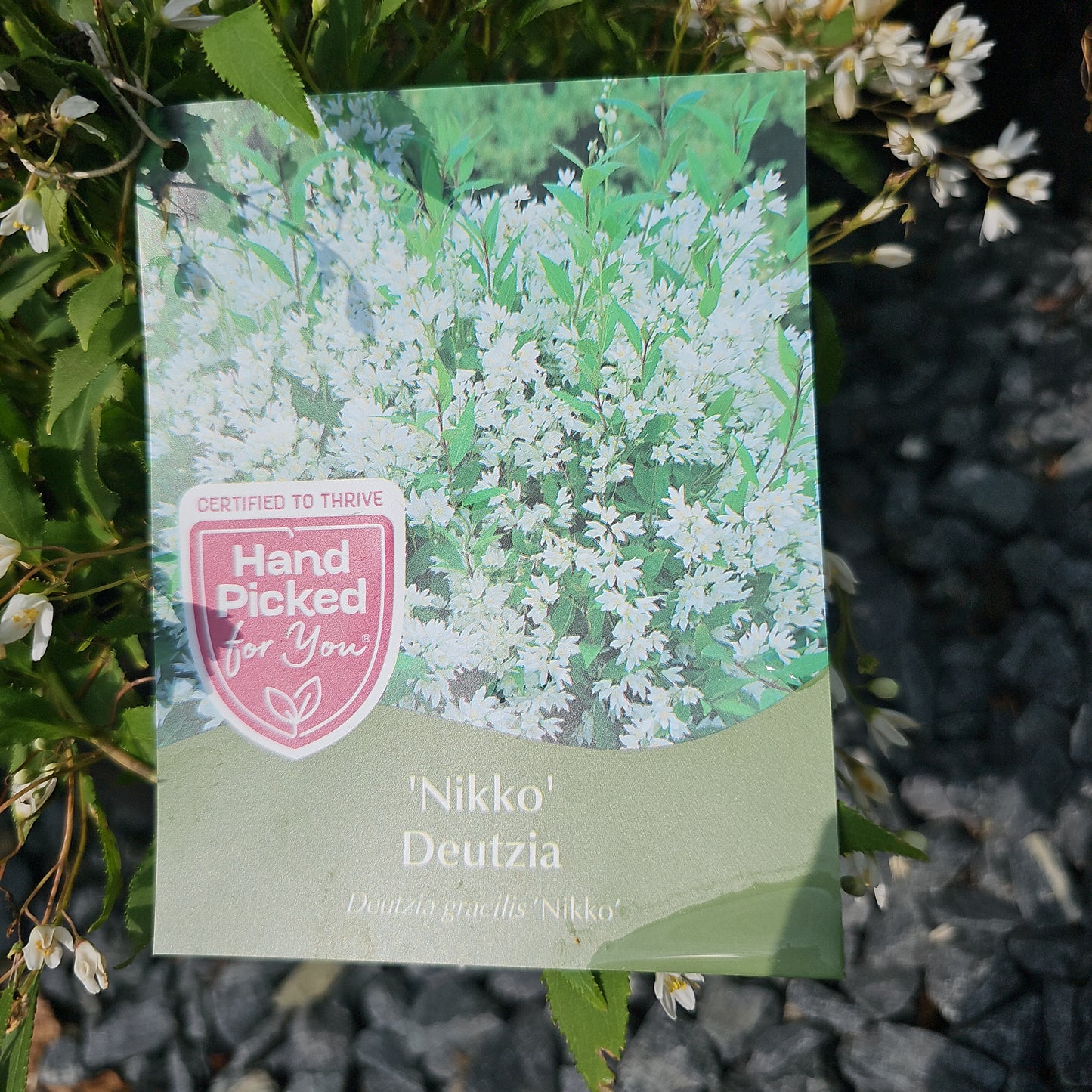 Deutzia 'Nikko' #3