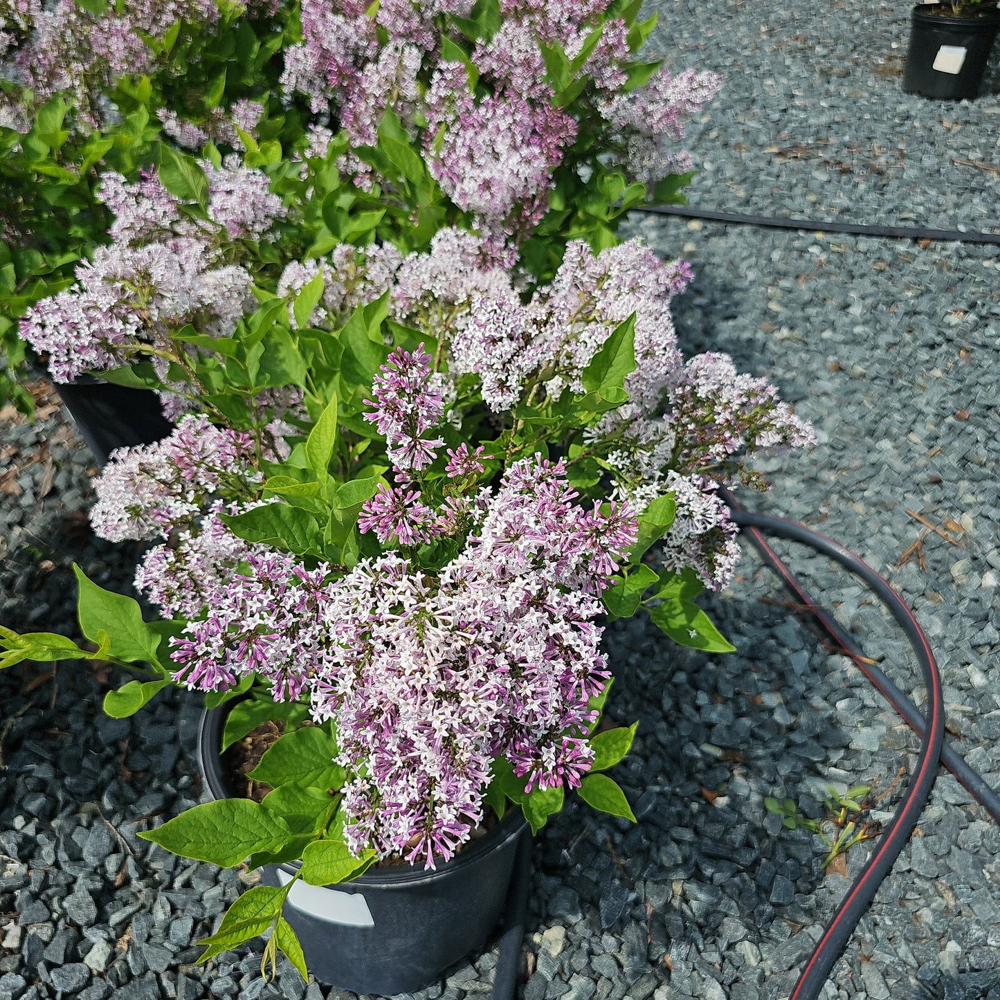 Lilac ' Miss Kim' - Syringa Miss Kim