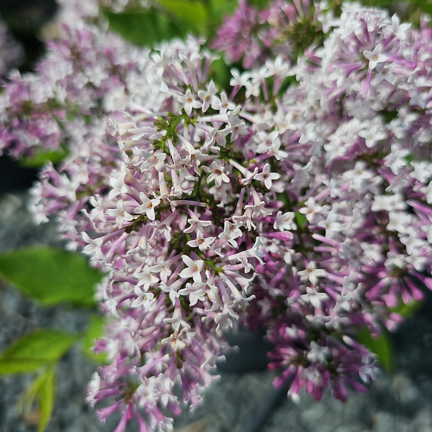 Lilac ' Miss Kim' - Syringa Miss Kim