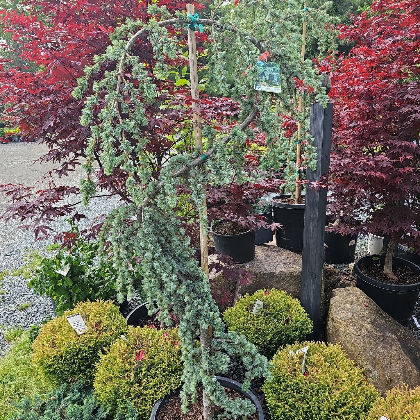 Cedrus Atl. 'Glauca Pendula' 4-5' Serpentine