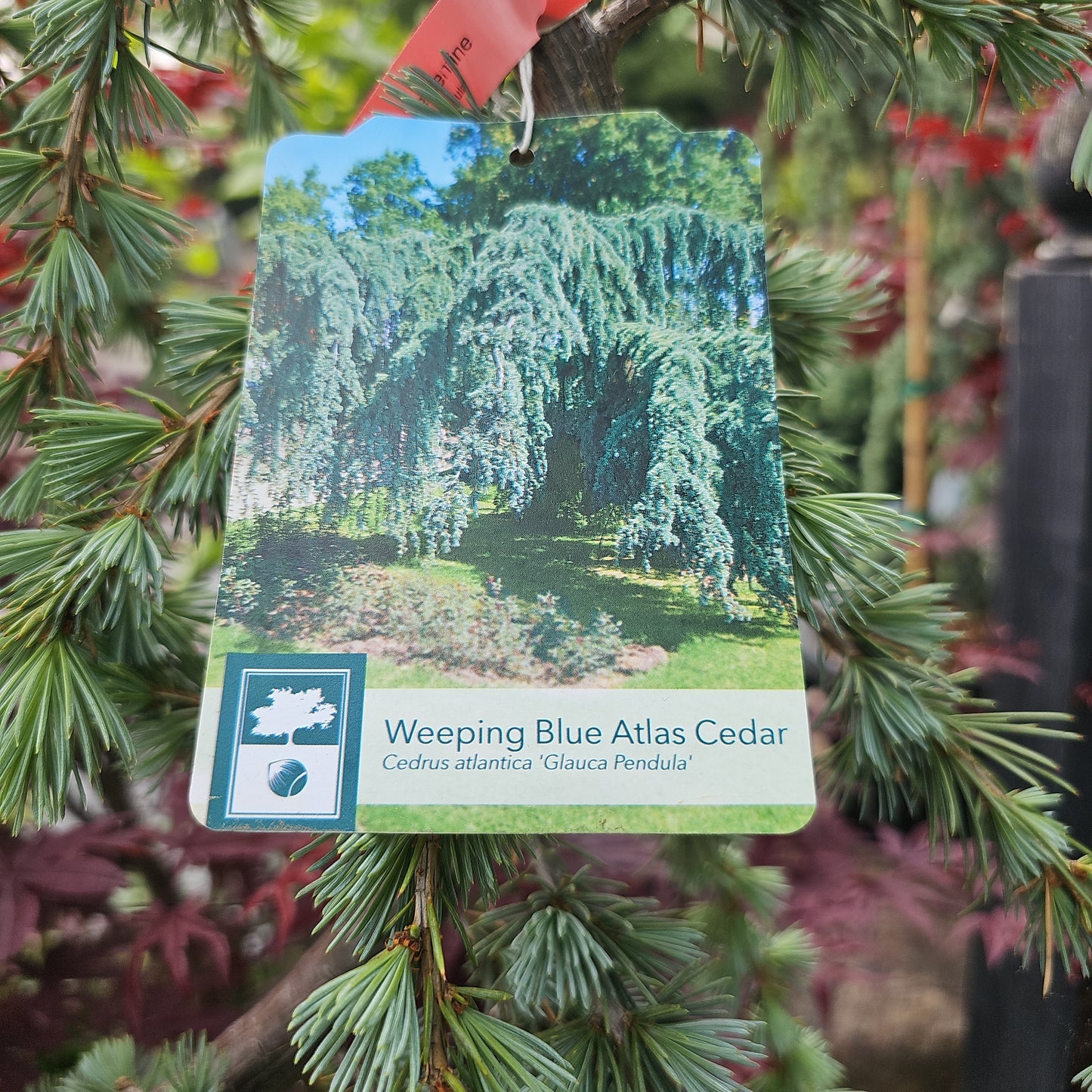 Cedrus Atl. 'Glauca Pendula' 4-5' Serpentine