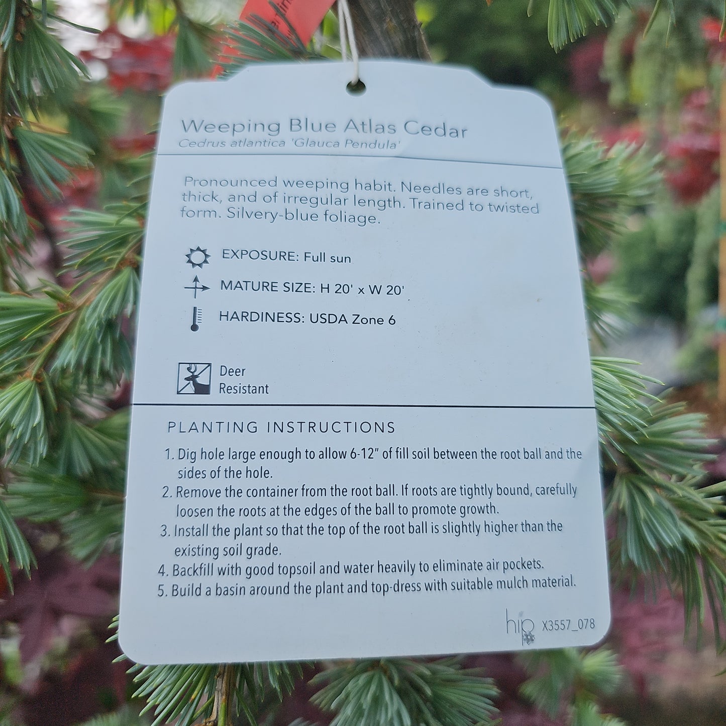 Cedrus Atl. 'Glauca Pendula' 4-5' Serpentine