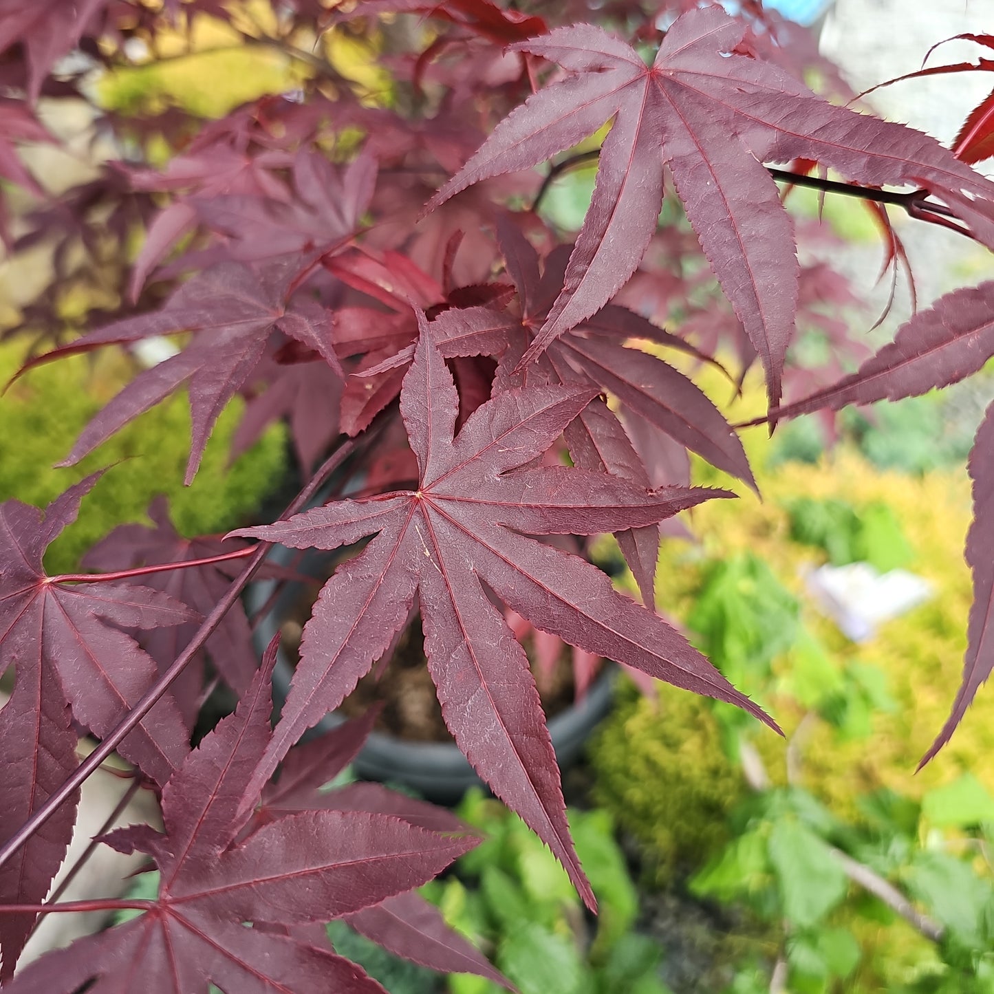 Acer palm. 'Emperor 1' - Jap. Maple