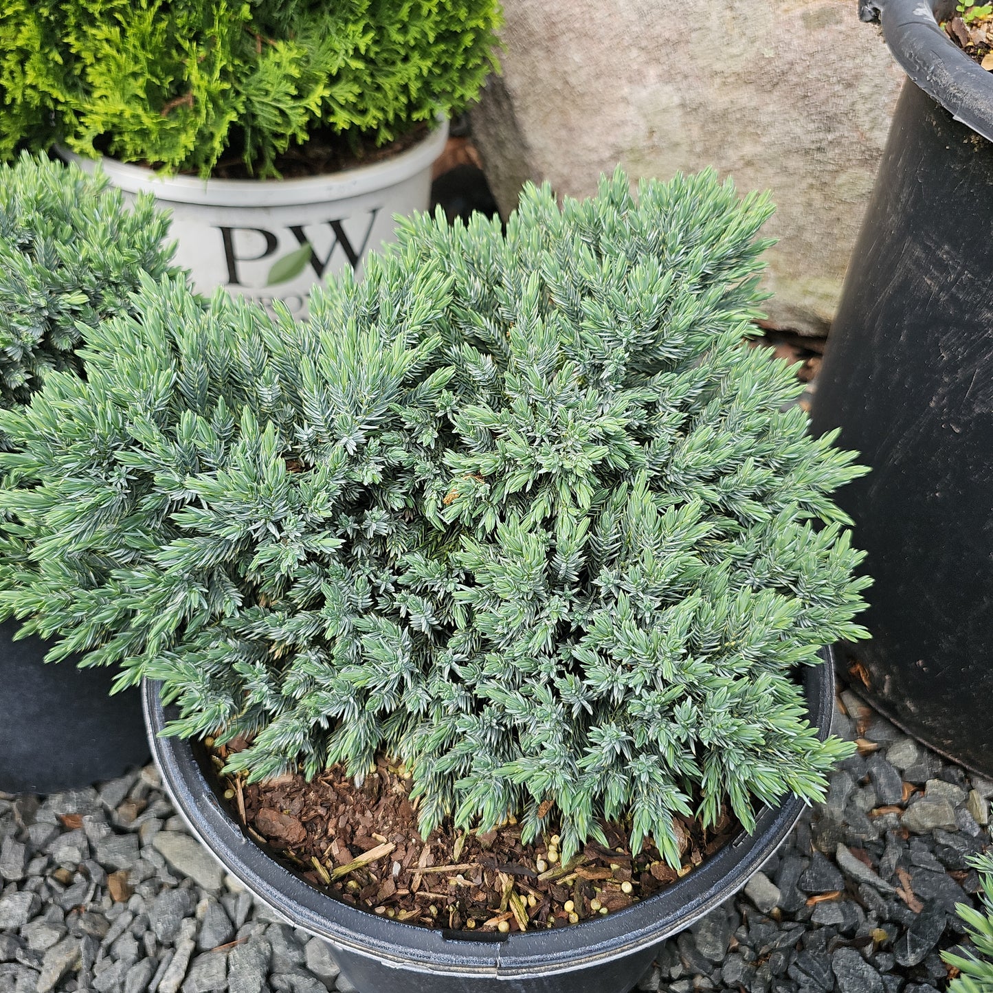 Juniper Shrubs