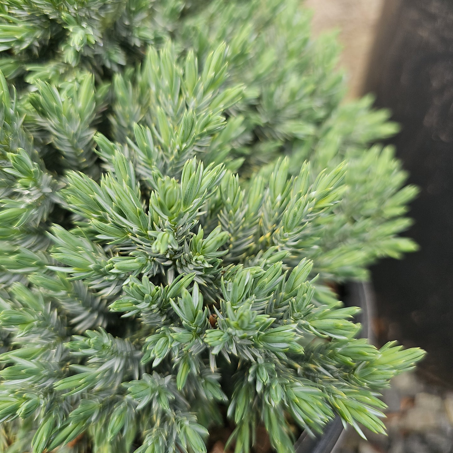 Juniper Shrubs