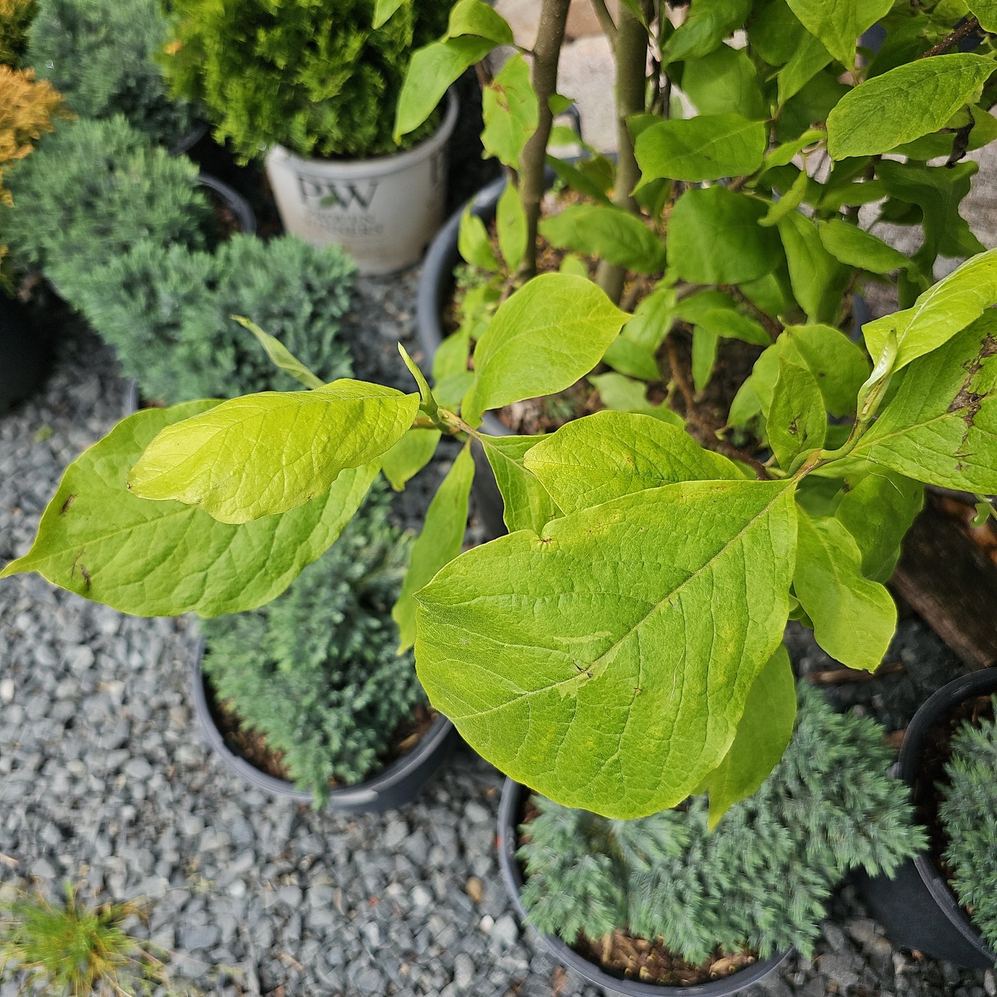 Magnolia Soulangiana - Saucer Magnolia
