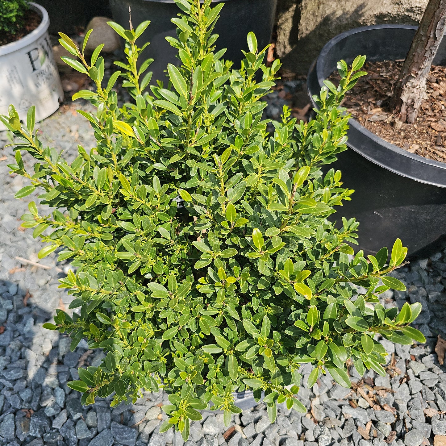Ilex 'Hoogendorn' #3