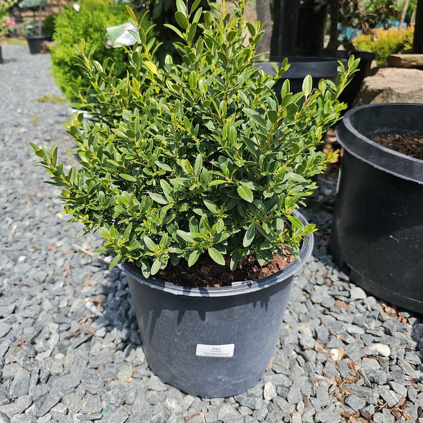 Ilex 'Hoogendorn' #3