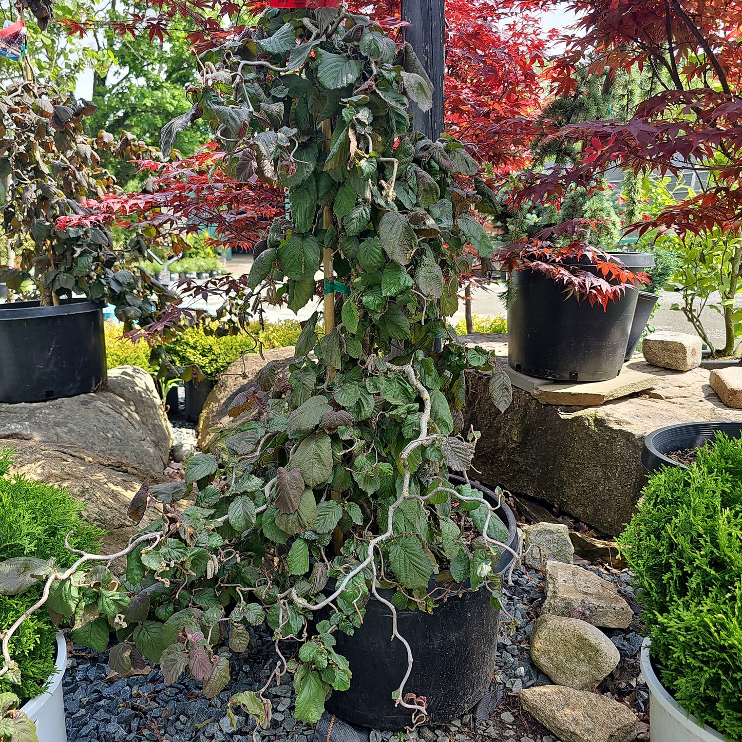 Corylus 'Red Dragon' - Harry Lauders Walking Stick