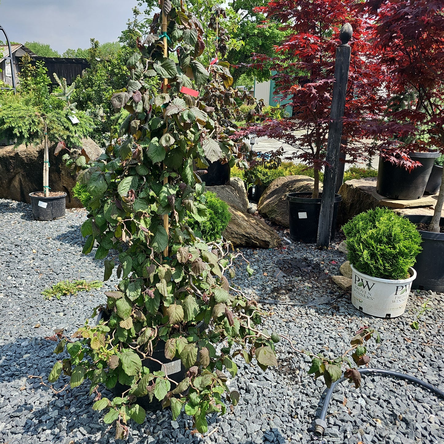 Corylus 'Red Dragon' - Harry Lauders Walking Stick