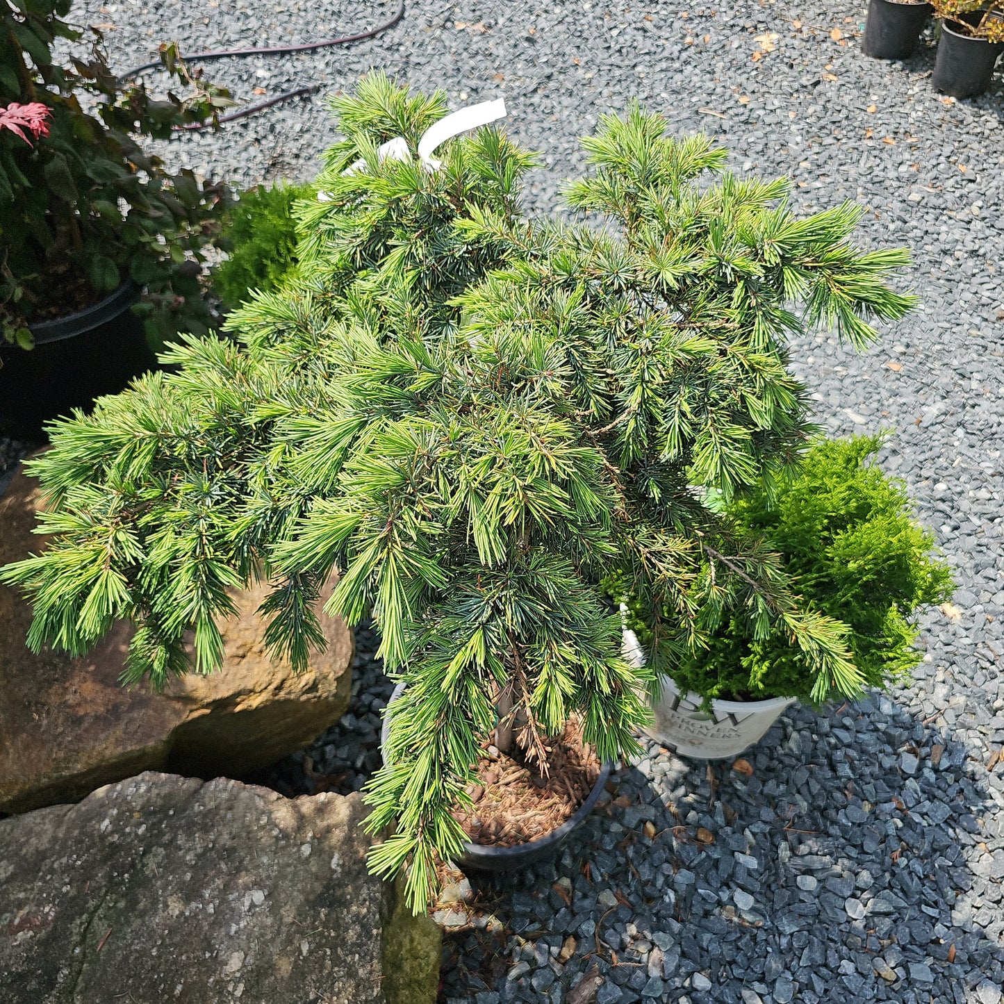Cedrus 'Prostrate Beauty' - Deodar Cedar