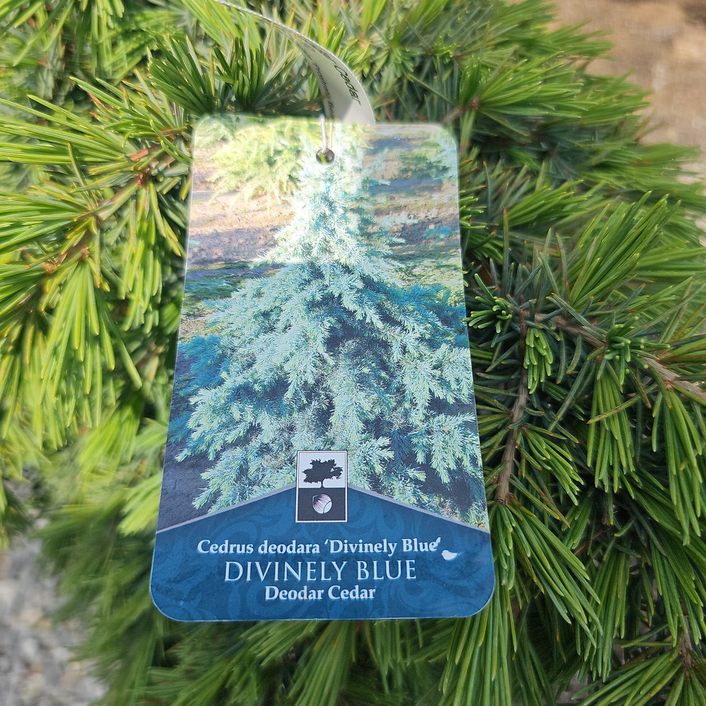 Cedrus 'Prostrate Beauty' - Deodar Cedar