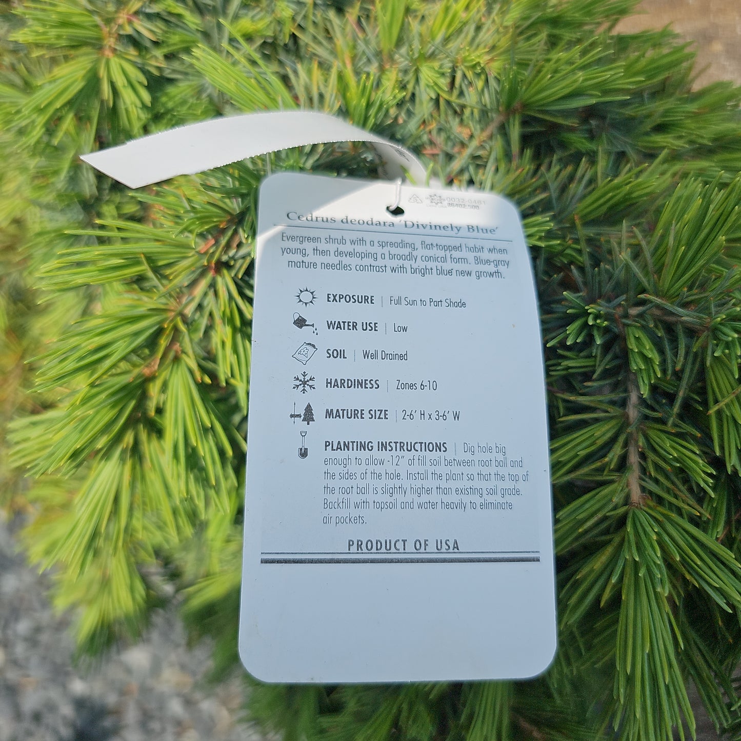 Cedrus 'Prostrate Beauty' - Deodar Cedar