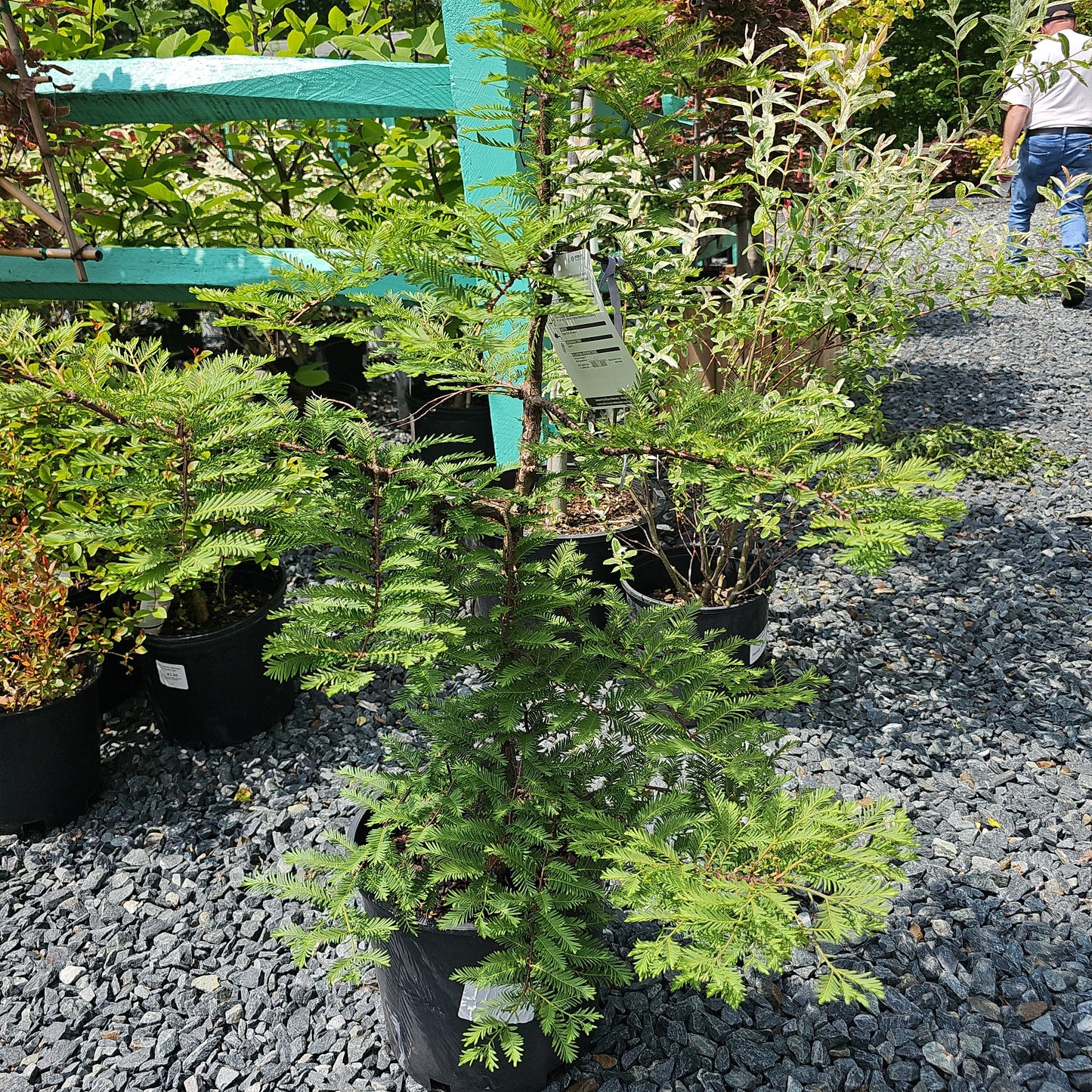 Metasequoia 'Miss Grace' #6