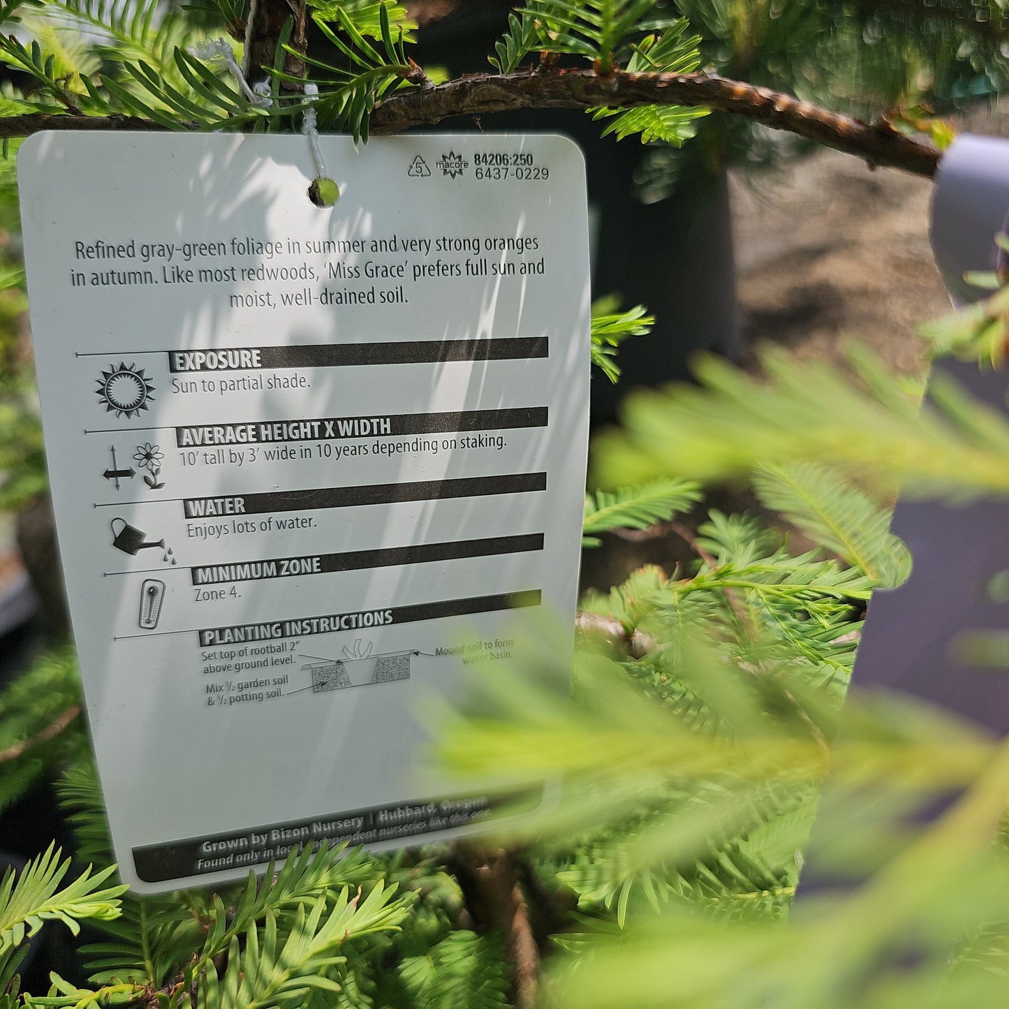 Metasequoia g. 'Miss Grace' - Weeping Dawn Redwood