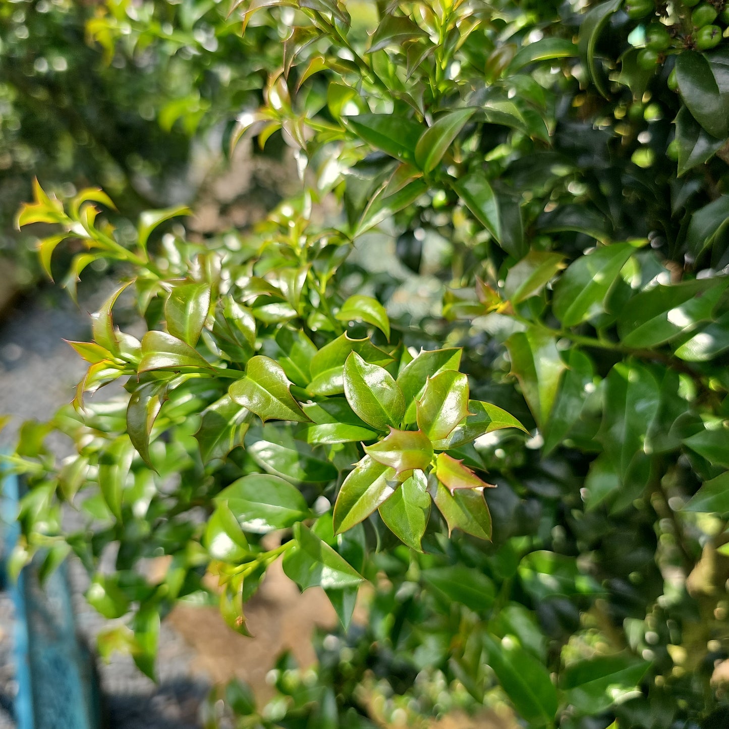 Ilex 'Dragon Lady' #15 (5-6')