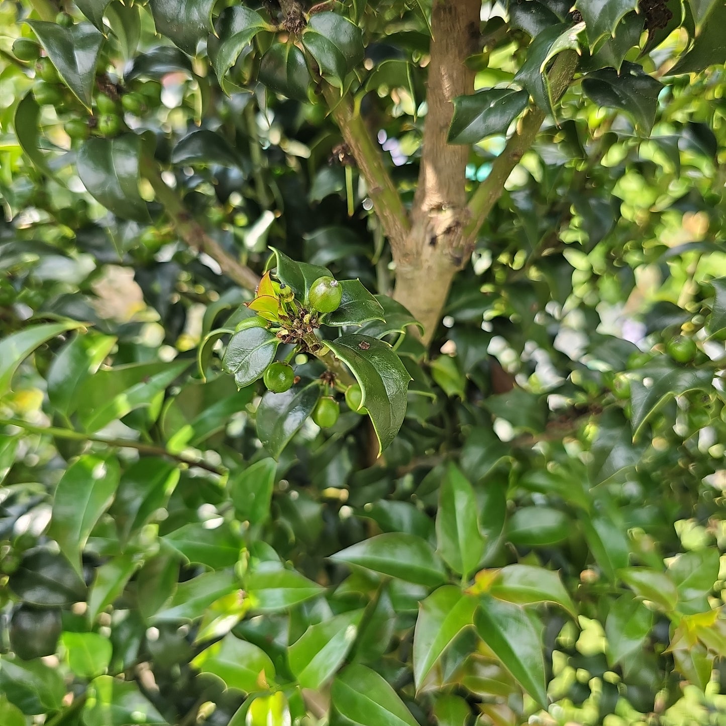Ilex 'Dragon Lady' #15 (5-6')