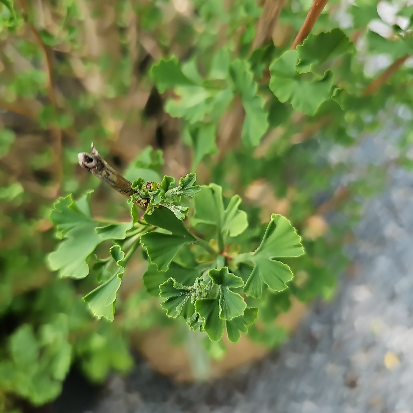 Ginkgo 'Menhir'