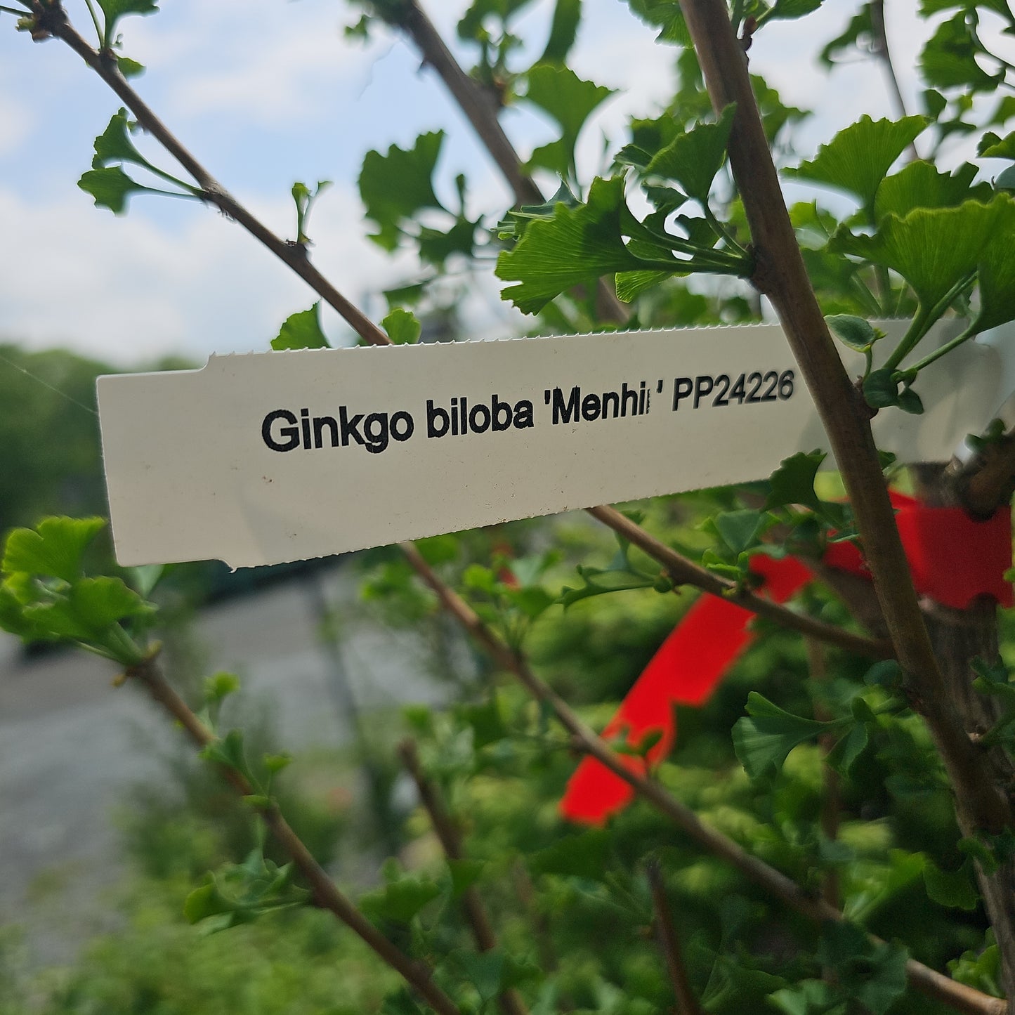 Ginkgo 'Menhir'