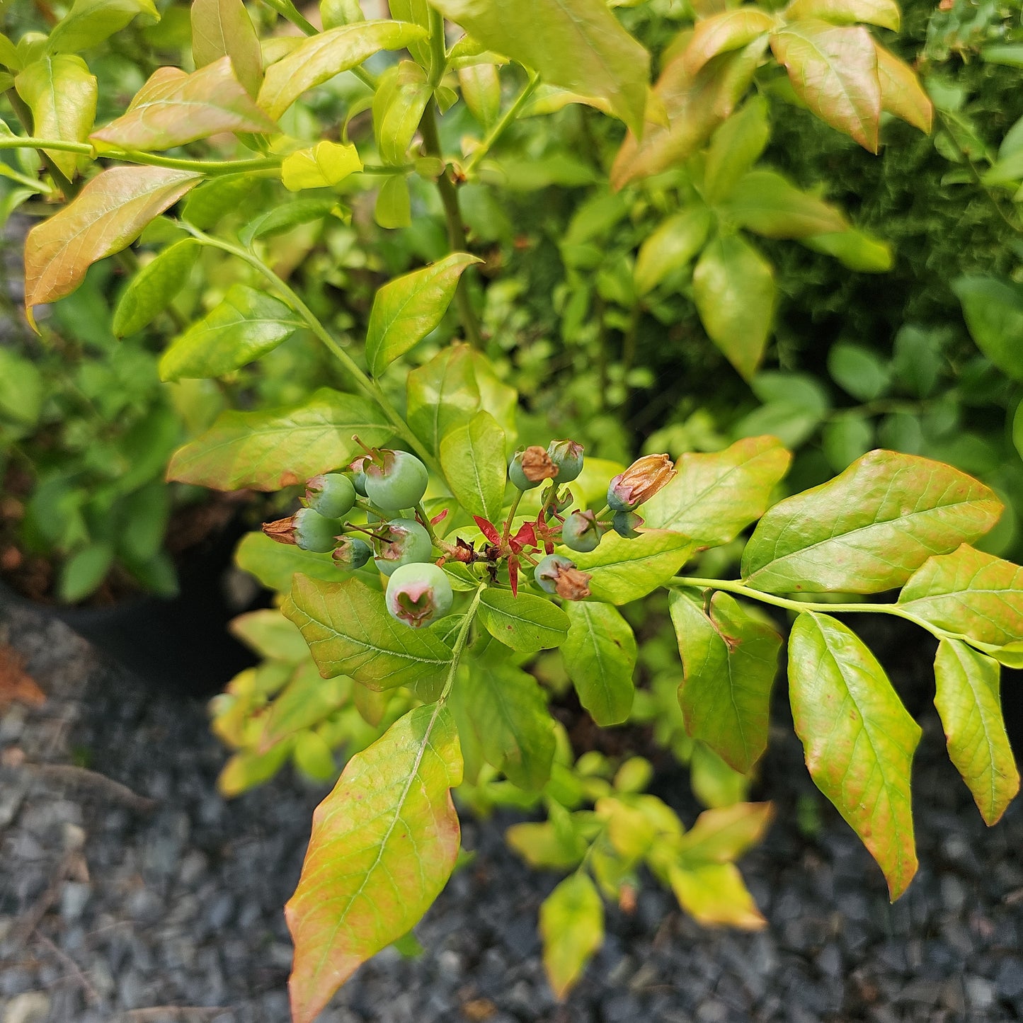 Vaccinium 'Blue Crop' #3