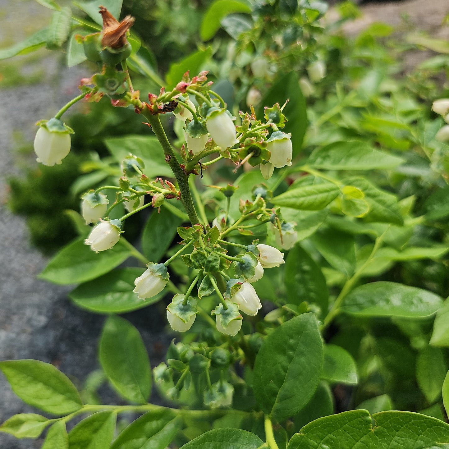 Vaccinium 'Blue Crop' #3