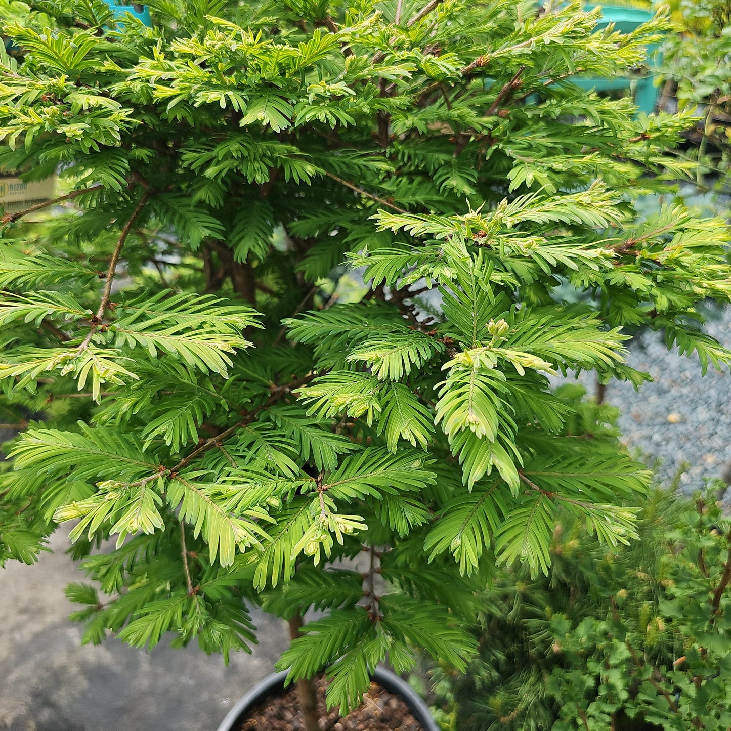 Metasequoia 'North Light' #6