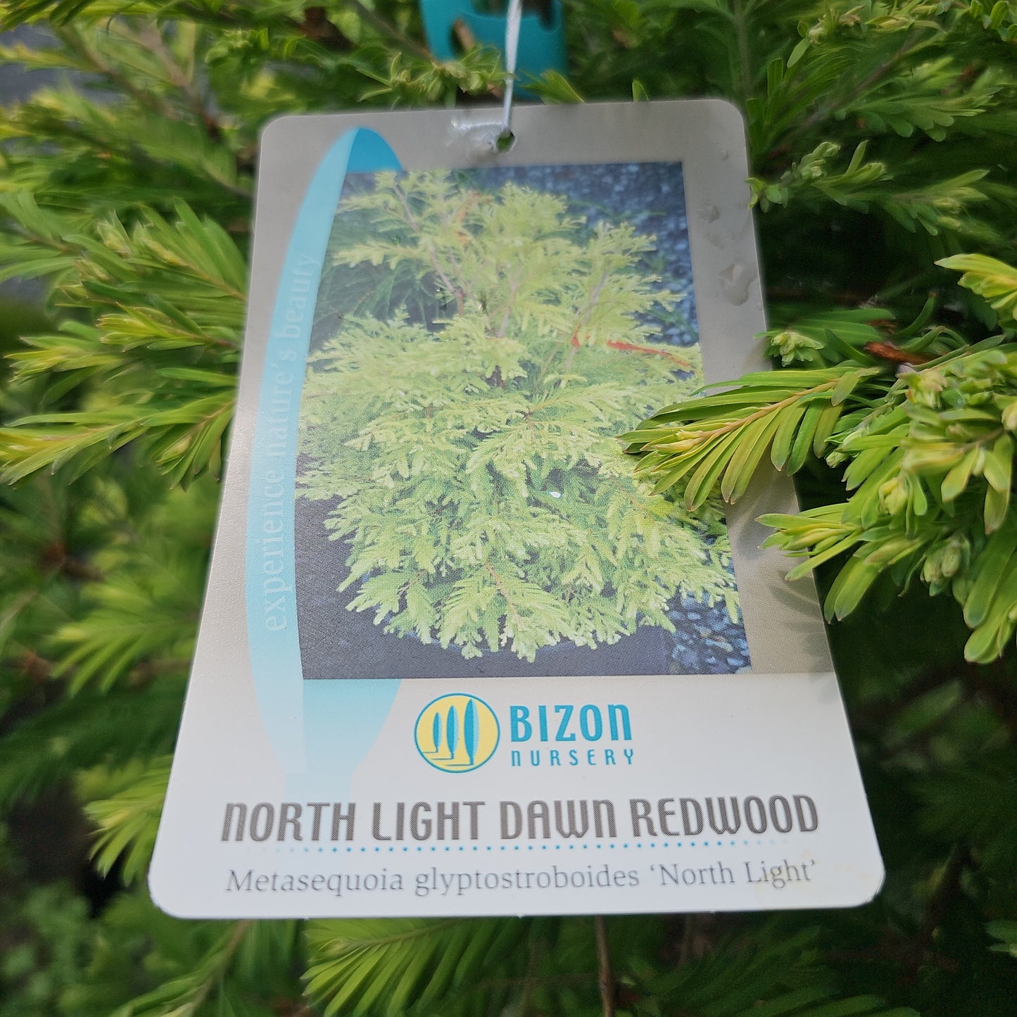 Metasequoia 'North Light' #6