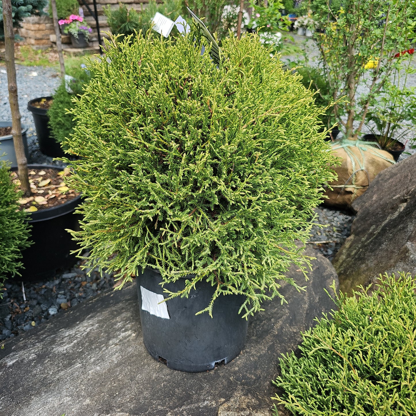 Thuja occidentalis 'Linesville' #3