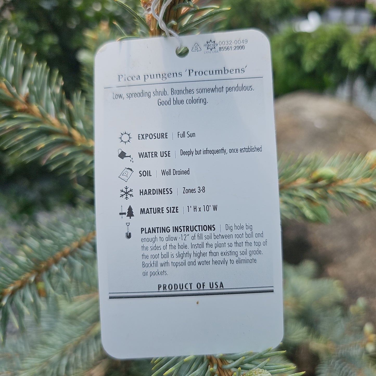 Picea 'Glauca Procumbens' - Dwarf Colorado Blue Spruce