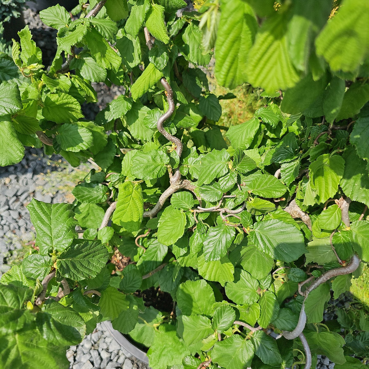 Corylus 'Contorta' #6 (Bush)