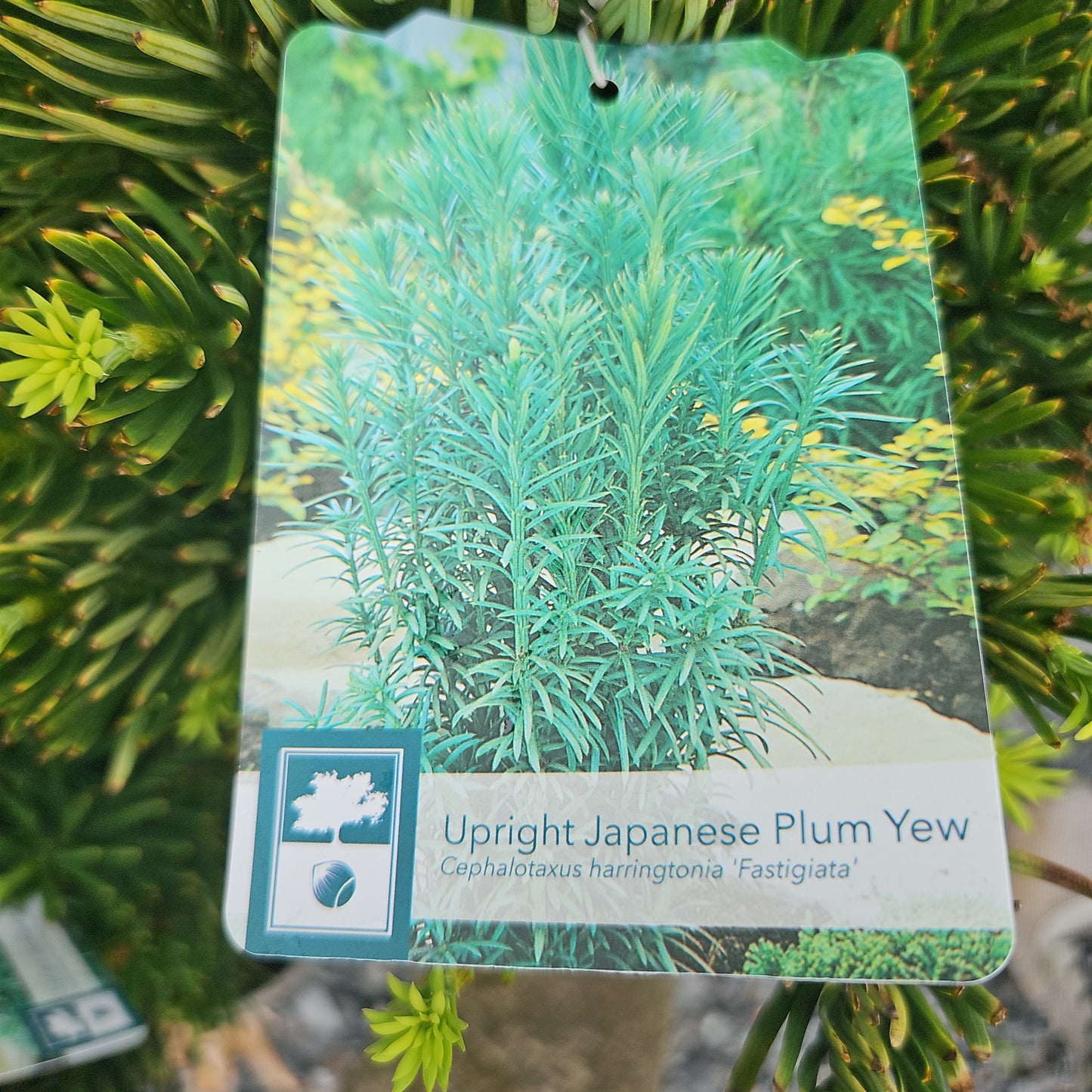 Cephalotaxus 'Fastigiata' - Upright Jap. Plum Yew