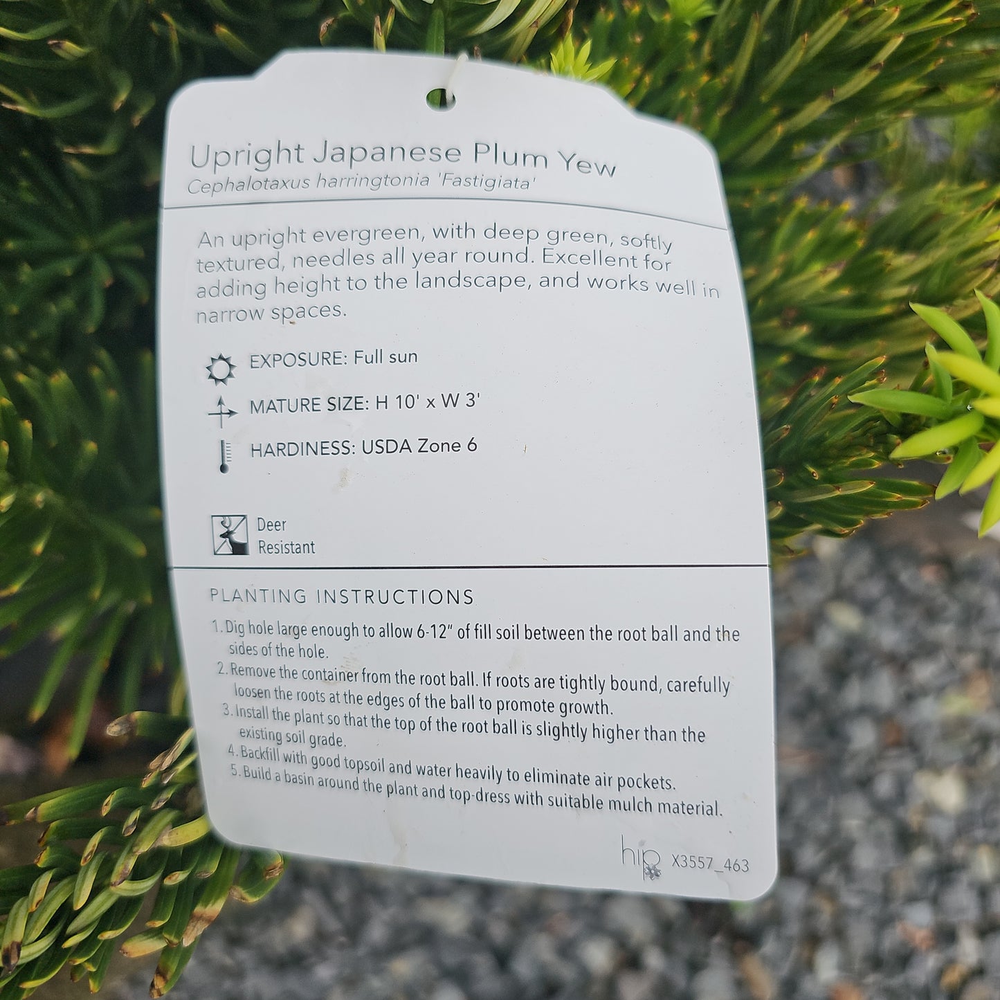 Cephalotaxus 'Fastigiata' - Upright Jap. Plum Yew