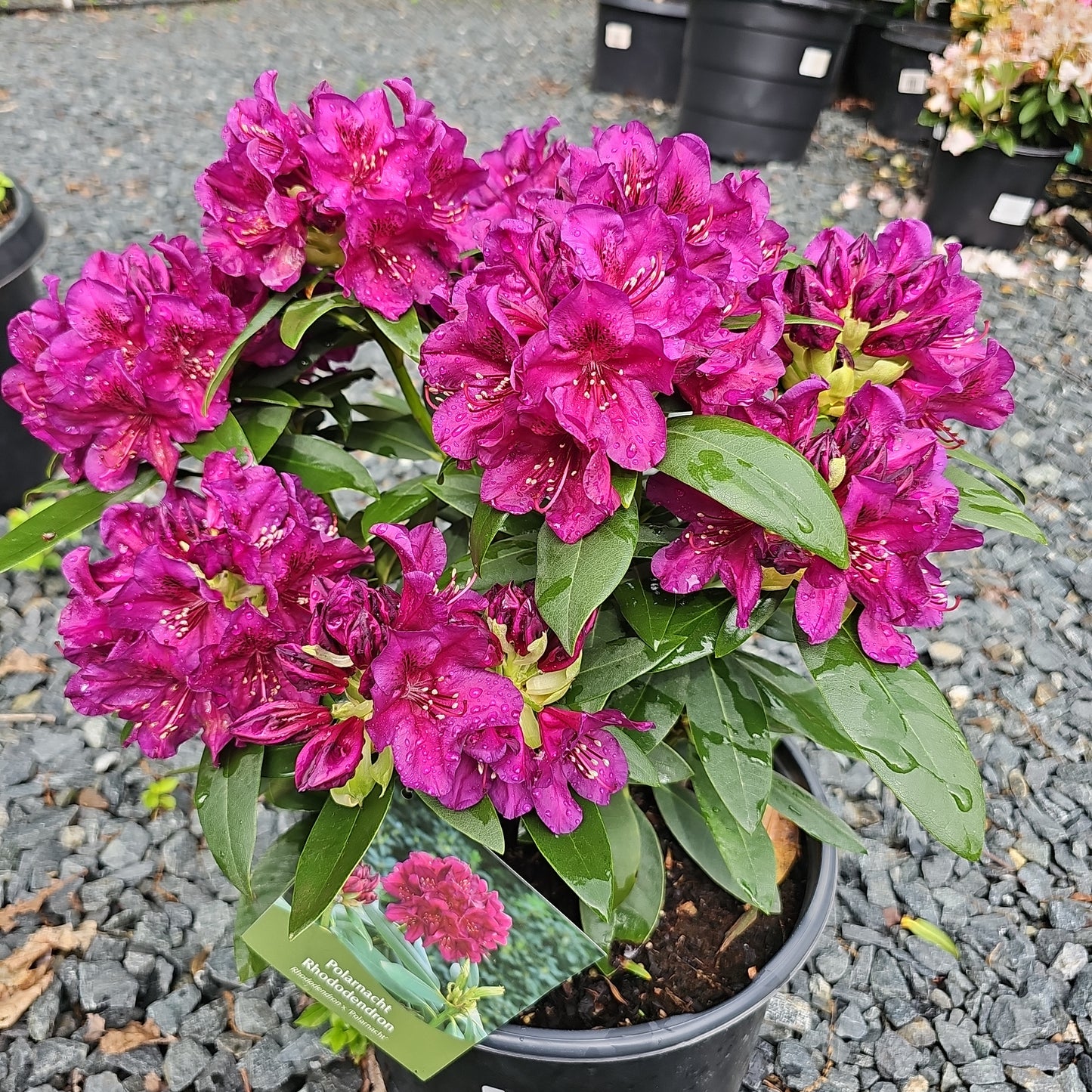 Rhododendron Polarnacht' #3