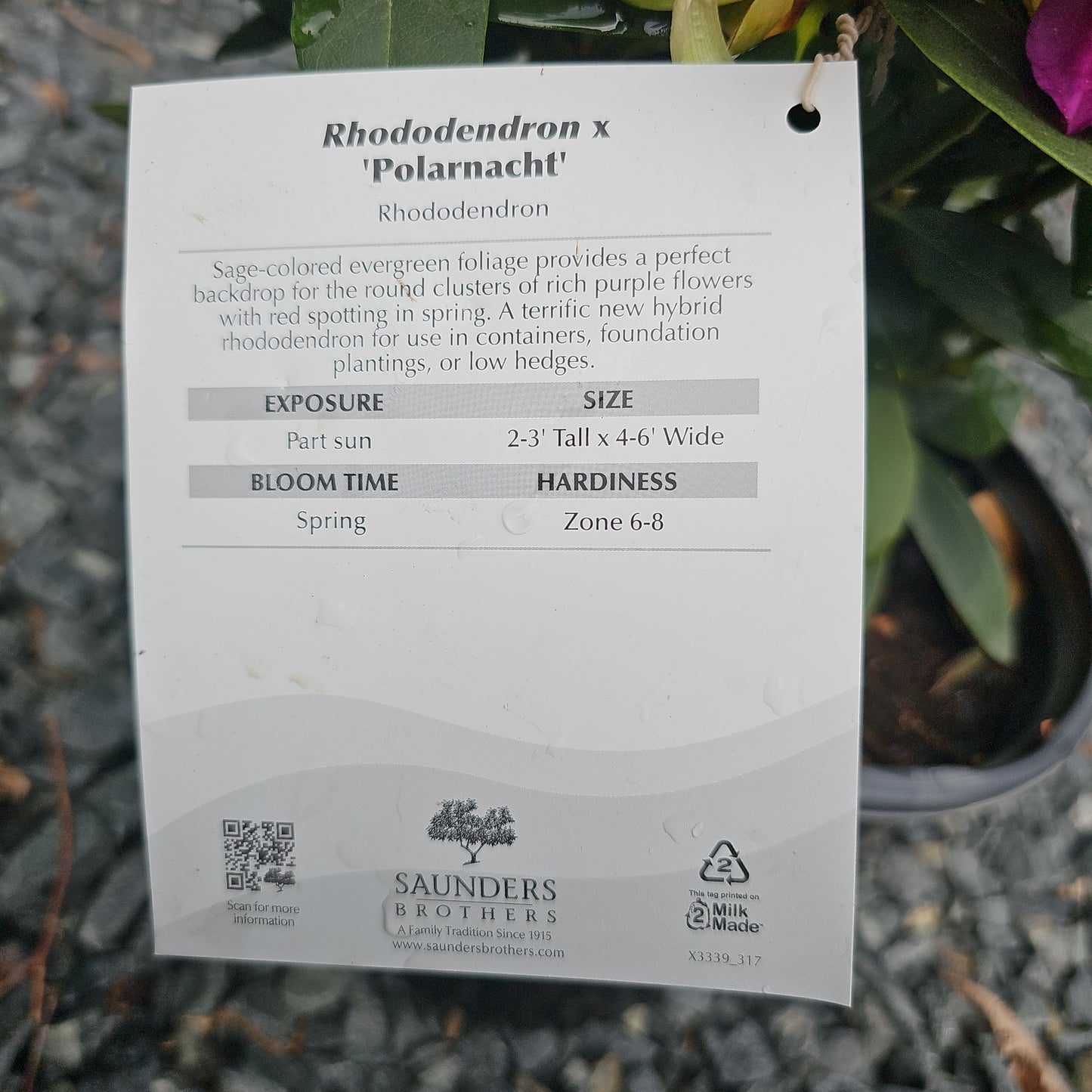 Rhododendron Polarnacht' #3