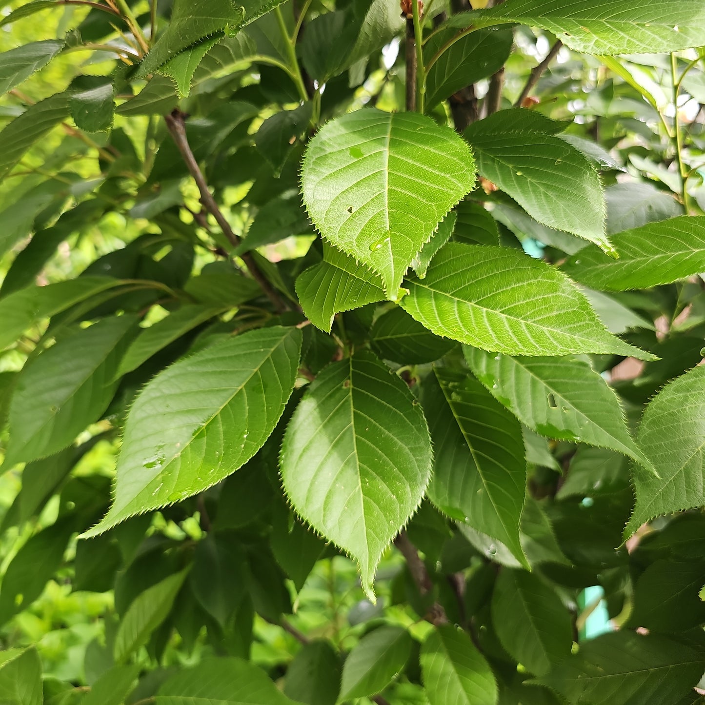 Prunus 'Kwanzan' 6-8' #15