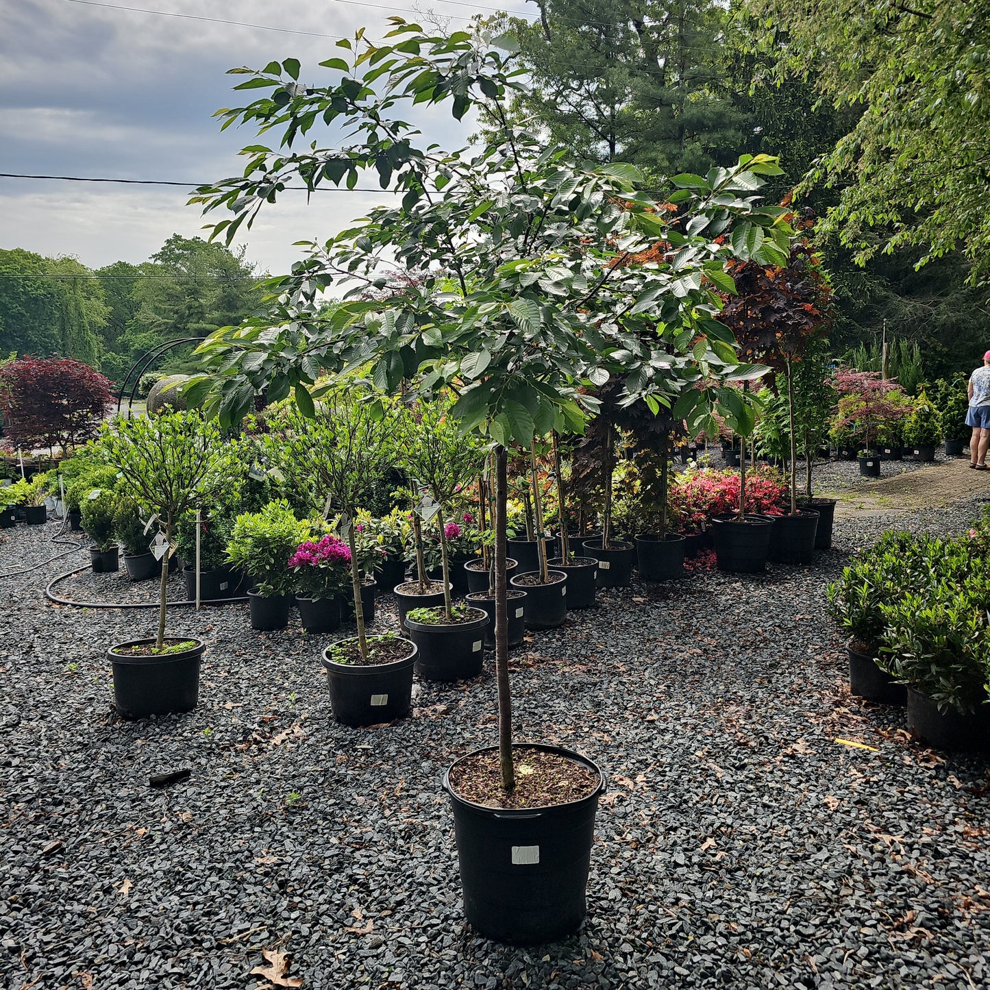 Prunus 'Cherry Yoshino' #15