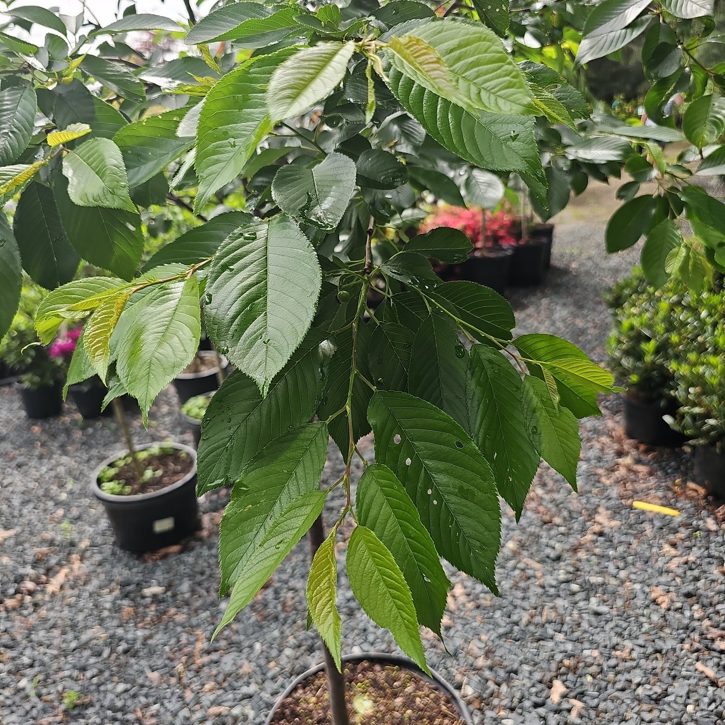 Prunus 'Cherry Yoshino' #15