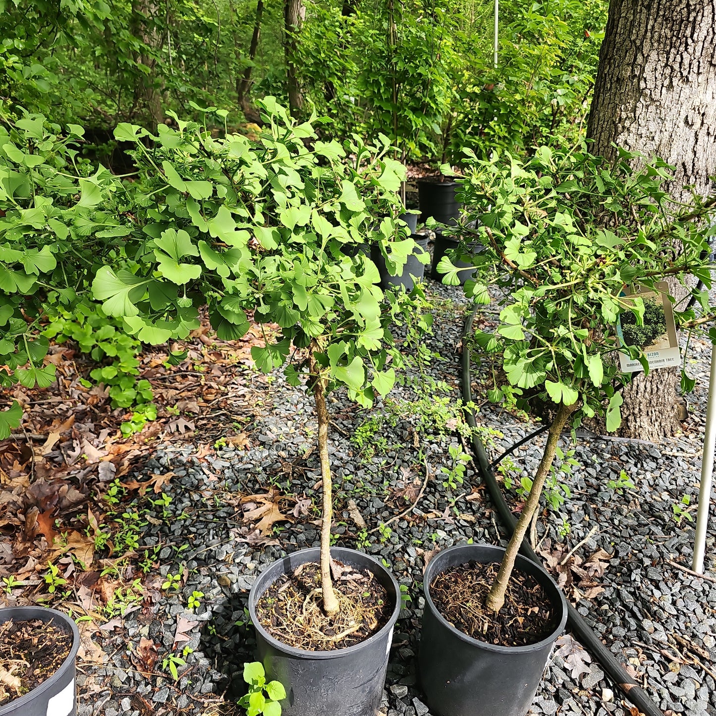 Ginkgo 'Mariken' #3