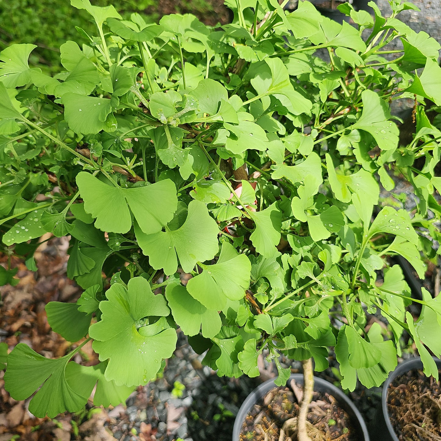 Ginkgo 'Mariken' #3