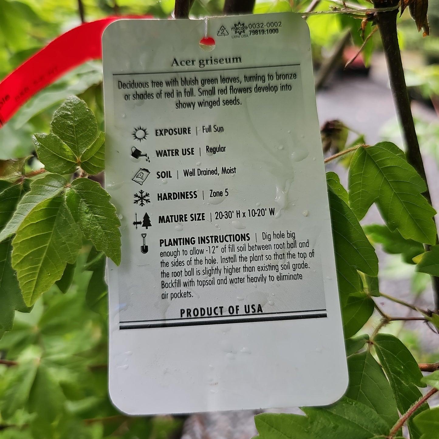 Acer griseum - Paperbark Maple