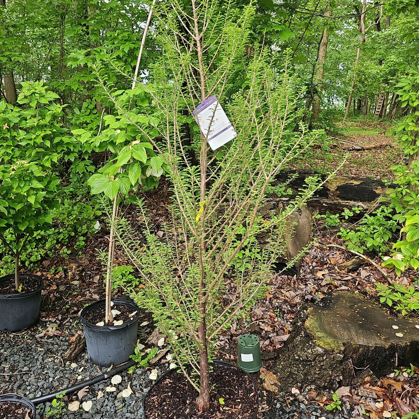 Taxodium 'Lindsey's Skyward' #15