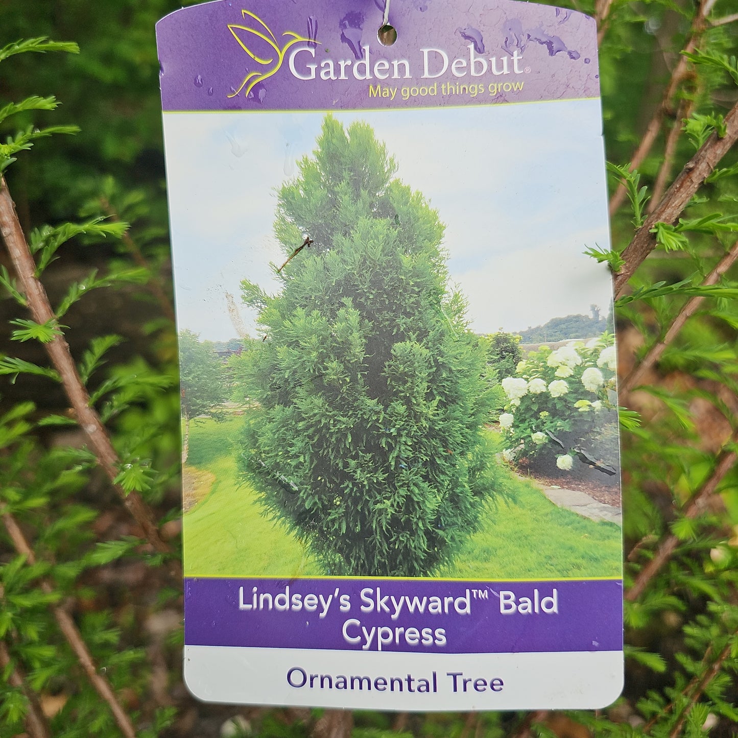 Taxodium 'Lindsey's Skyward' #15