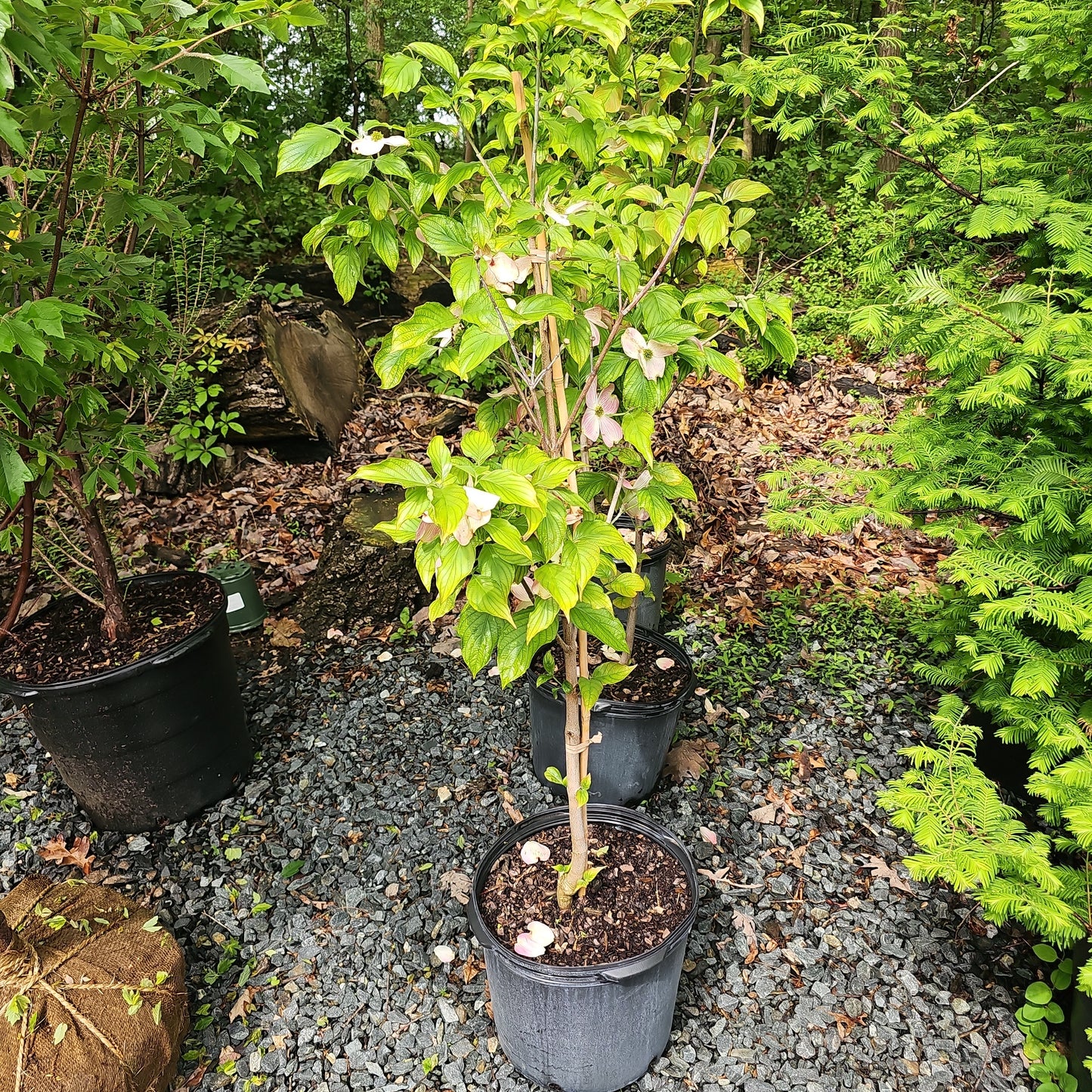 Cornus 'Cherokee Brave' #7